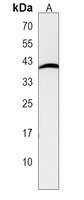 Anti-TMEM115 Antibody