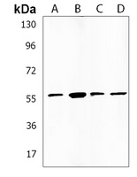 Anti-EFS Antibody