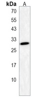 Anti-DNASE1L2 Antibody