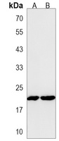 Anti-IDNK Antibody