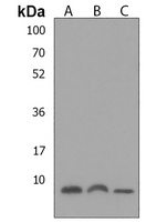 Anti-ATP5E Antibody