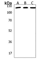 Anti-STARD8 Antibody