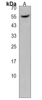 Anti-NPRL3 Antibody