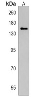 Anti-MAGI3 Antibody