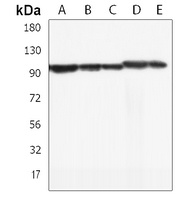 Anti-NUGGC Antibody