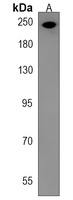 Anti-APC2 Antibody