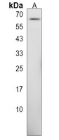 Anti-ZKSCAN3 Antibody