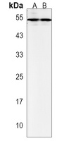 Anti-ZFP2 Antibody