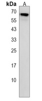 Anti-UBQLN1 Antibody