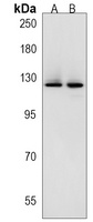 Anti-SRGAP3 Antibody