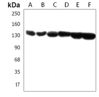 Anti-SRGAP2 Antibody