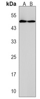 Anti-WIPF3 Antibody