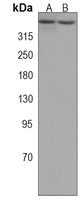 Anti-TRRAP Antibody