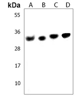 Anti-VDAC2 Antibody