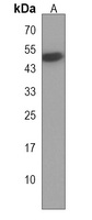 Anti-HYKK Antibody