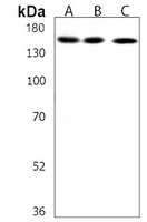 Anti-USP47 Antibody