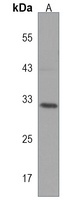 Anti-NBPF12 Antibody