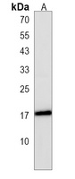 Anti-IMMP2L Antibody