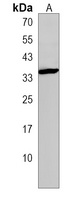 Anti-BASP1 Antibody