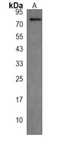 Anti-CFP Antibody