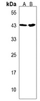 Anti-PRPF38A Antibody