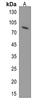 Anti-ZRANB1 Antibody