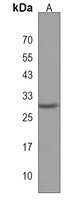 Anti-ARHGAP19 Antibody