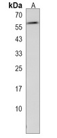 Anti-LMBR1L Antibody