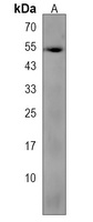 Anti-PPP2R3C Antibody