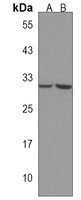 Anti-MAPK1IP1L Antibody