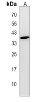 Anti-CLDND1 Antibody