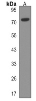 Anti-UFL1 Antibody