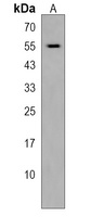 Anti-UPF3B Antibody