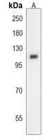 Anti-MICAL2 Antibody