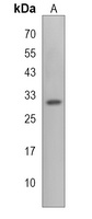 Anti-TSPAN2 Antibody