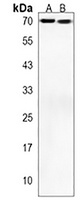 Anti-BEST2 Antibody