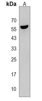 Anti-CDC14B Antibody