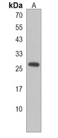 Anti-PEX11A Antibody