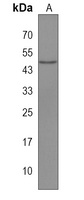 Anti-IPMK Antibody