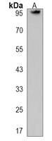 Anti-DZIP1 Antibody