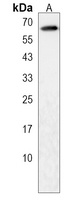 Anti-DOLK Antibody