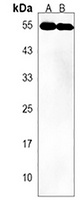 Anti-UBAP1 Antibody