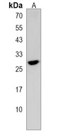 Anti-RASL11B Antibody