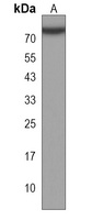 Anti-HSPA7 Antibody