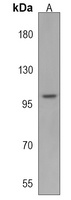 Anti-ATP12A Antibody