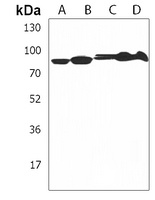 Anti-SCAP Antibody