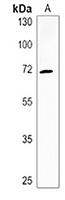 Anti-ZNF823 Antibody