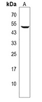 Anti-PLEKHO1 Antibody