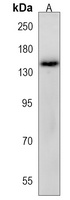 Anti-NEK1 Antibody