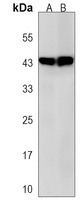 Anti-GNA12 Antibody